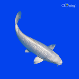 Fancy Nezu Ogon koi - Single