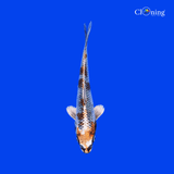 Fancy Asagi koi - Single