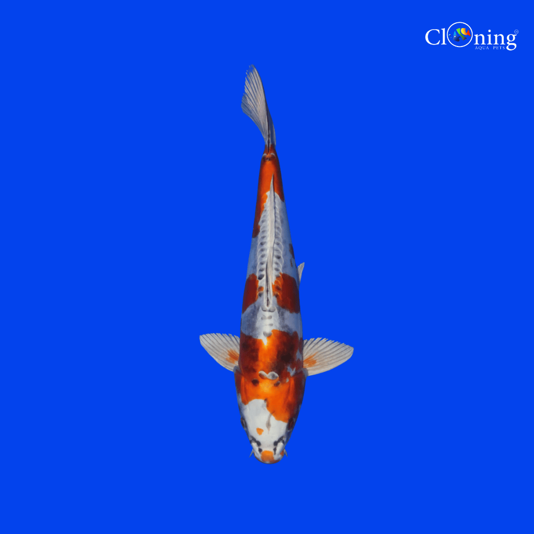 Fancy Beni koi - Single