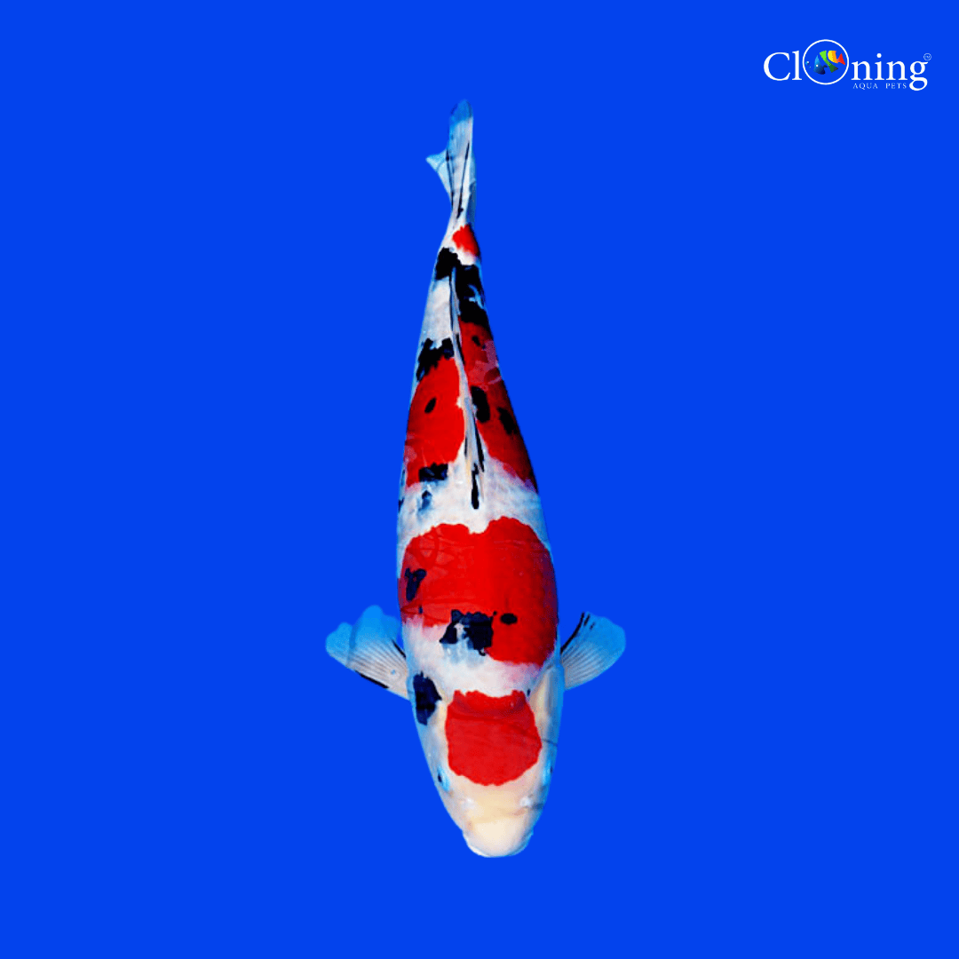 Fancy Sanke koi - Single