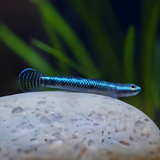 Live Fish Neon Blue Goby - Single