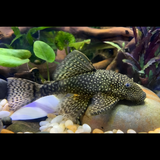 Live Fish Algae Eater Bristlenose Black Pleco Veil tail | Offer  (2-3 Cms) Single