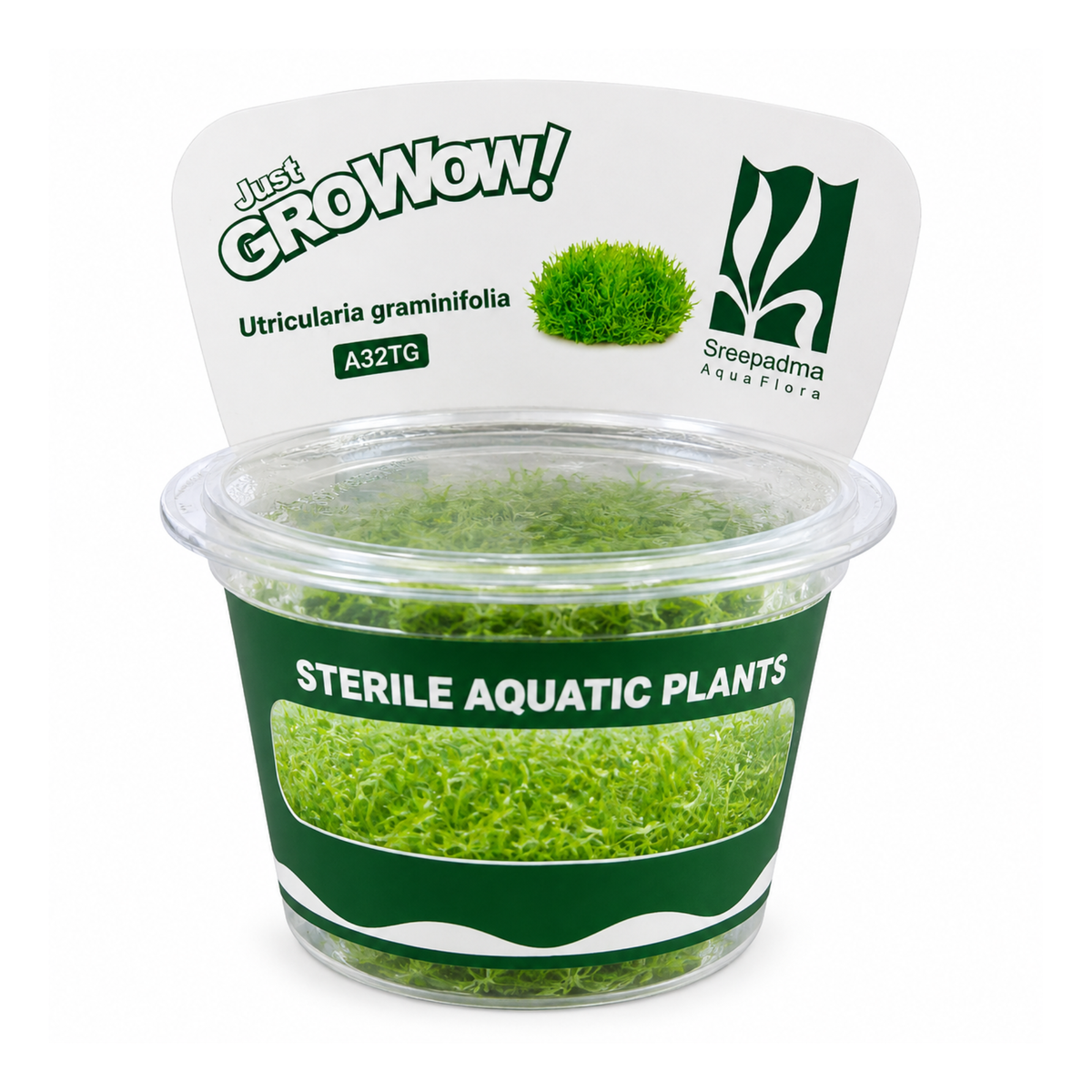 Sreepadma A32 Utricularia Graminifolia | TC Live Plant