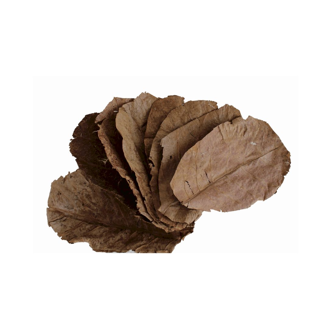 Almond Leaf For Betta Fish (Pack Of 5)