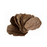 Almond Leaf For Betta Fish (Pack Of 5)