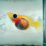 Live Fish Guppy Metal yellow Lace Balloon Glass Belly