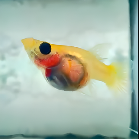 Live Fish Guppy See Through
