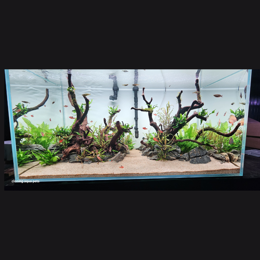 4 Feet Ultra Clear Open Tank (L*W*H = 120*60*60 Cms) | 12mm