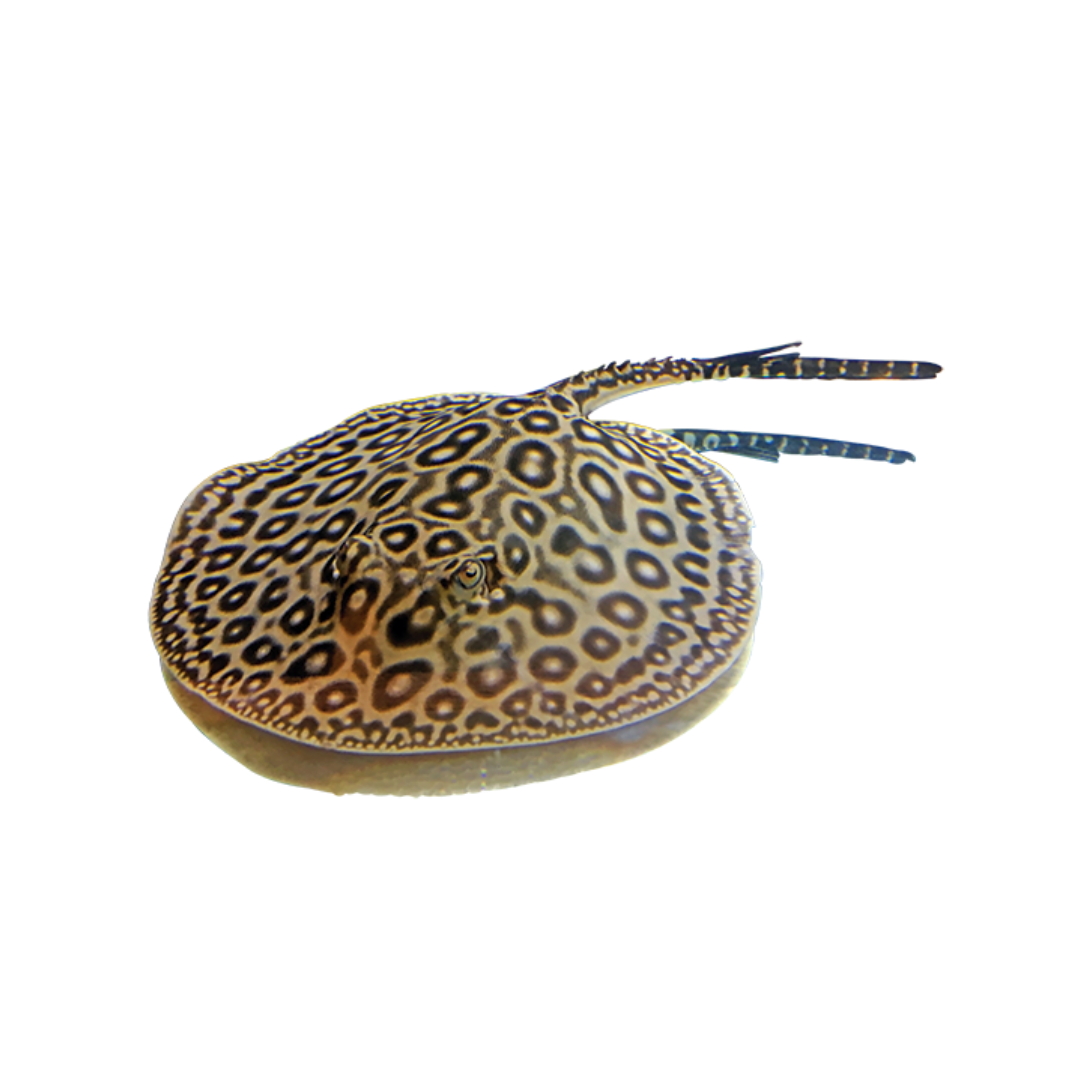 Motoro stingray care hot sale