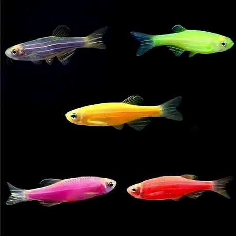 Zebra Glow Assorted (Pack Of 10)