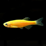Zebra Glow Assorted (Pack Of 10)