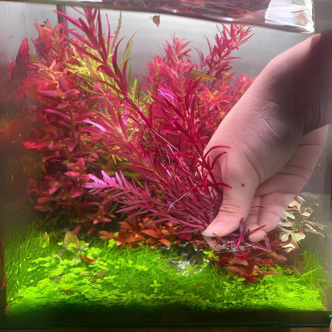 Rotala Blood Red | Pot Live Plant