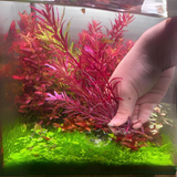 Rotala Blood Red | Pot Live Plant