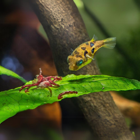 Live Fish Dwarf Puffer | Pea Puffer (1-2 cms) | Single