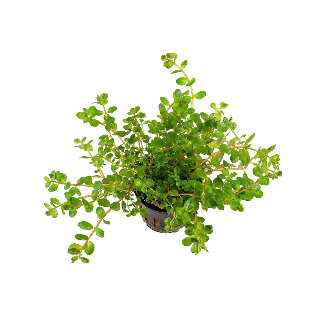 ADA IC024 Rotala Rotundifolia | TC Live Plant