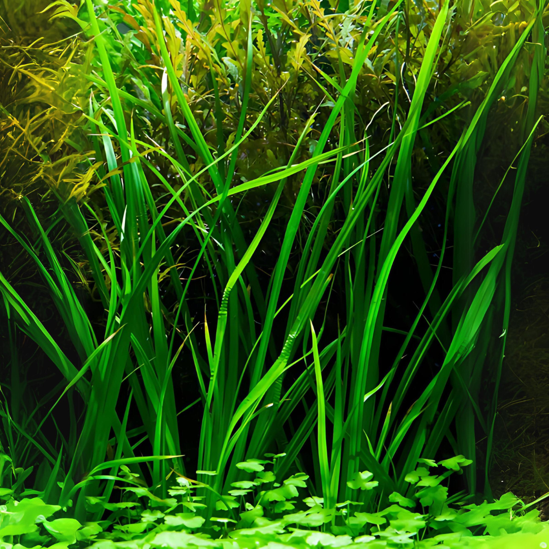 ADA IC031 Cyperus Helferi | TC Live Plant