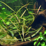 ADA IC034 Hygrophila Lancea Araguaia | TC Live Plant