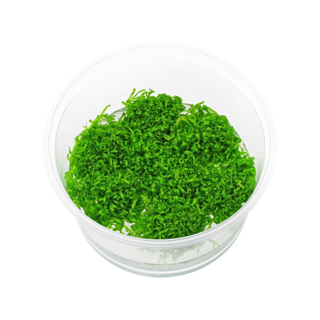 Sreepadma A27 Riccia Fluitans | TC Live Plant