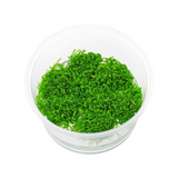 Sreepadma A27 Riccia Fluitans | TC Live Plant
