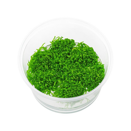 Sreepadma A27 Riccia Fluitans | TC Live Plant