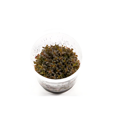 Sreepadma JR10 Rotala Rotundifolia Hra | TC Live Plant