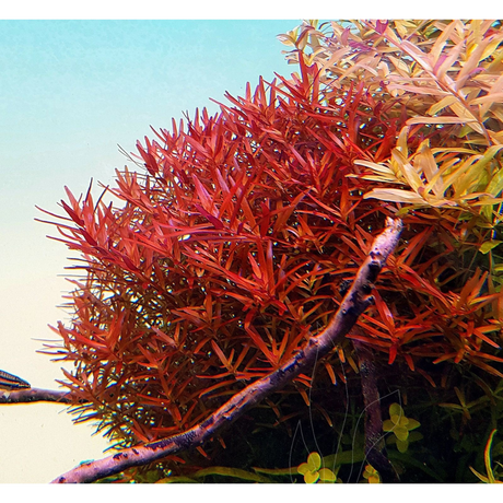 Sreepadma JR10 Rotala Rotundifolia Hra | TC Live Plant