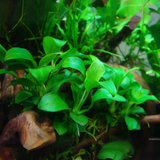 ADA IC055 Anubias Barteri Var. Nana Petite | TC Live Plant