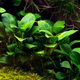 ADA IC055 Anubias Barteri Var. Nana Petite | TC Live Plant