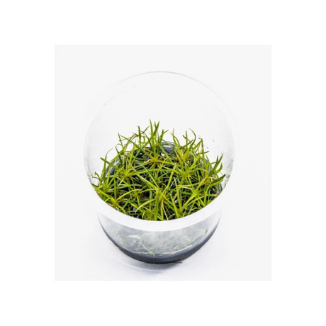Sreepadma JR1  Echinodorus Tenellus micro | TC Live Plant