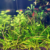 Sreepadma JR1  Echinodorus Tenellus micro | TC Live Plant