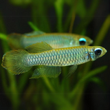 Lamp Eye Kili | Planted Tank Fish | Single