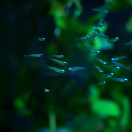 Live Fish Lamp Eye Kili Planted Tank Fish - Single