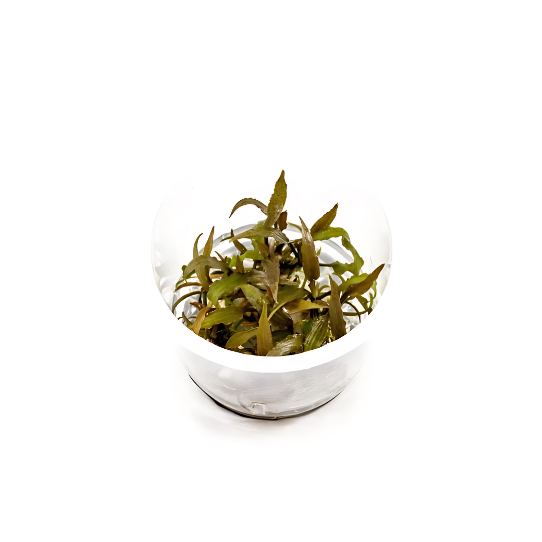 Sreepadma D71 Cryptocoryne Axelrodi | TC Live Plant