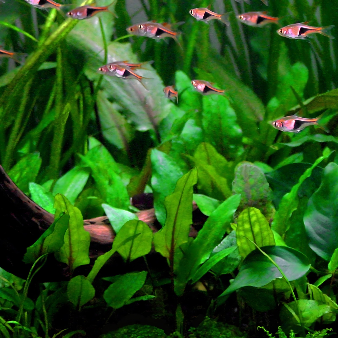 ADA IC092 Cryptcoryne Wendetii "ಗ್ರೀನ್" TC | ಅಕ್ವೇರಿಯಂ ಲೈವ್ ಸಸ್ಯಗಳು