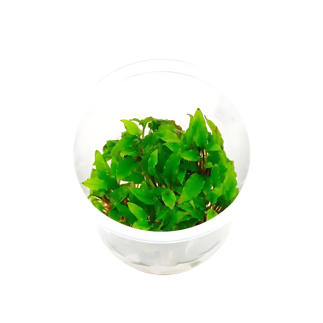 ADA IC092 Cryptcoryne Wendetii "ಗ್ರೀನ್" TC | ಅಕ್ವೇರಿಯಂ ಲೈವ್ ಸಸ್ಯಗಳು