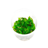 ADA IC092 Cryptcoryne Wendetii "ಗ್ರೀನ್" TC | ಅಕ್ವೇರಿಯಂ ಲೈವ್ ಸಸ್ಯಗಳು