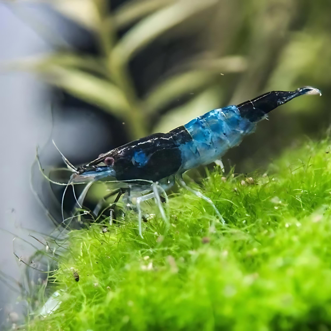 Shrimp Carbon Rili | Single