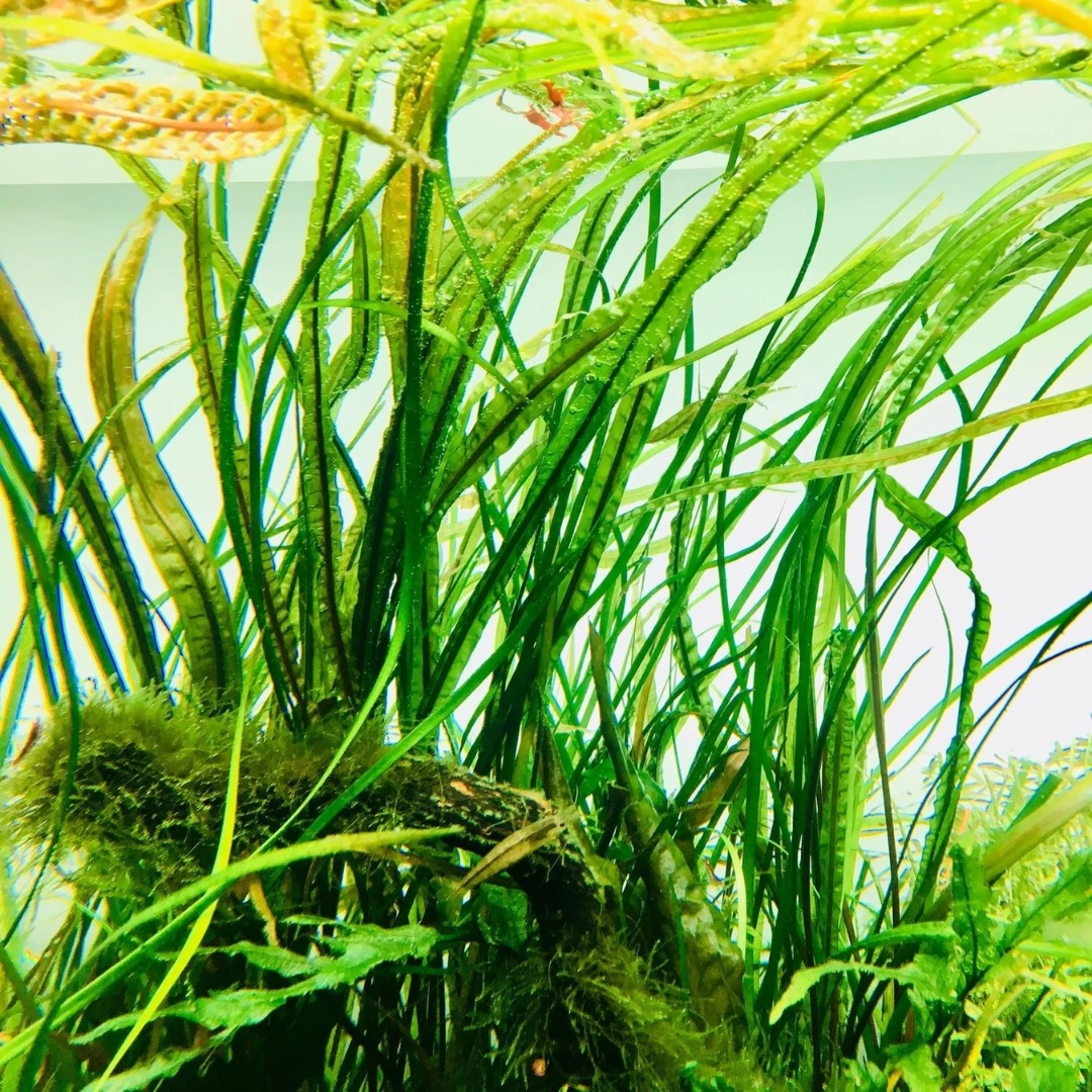 ADA IC098 Cryptocoryne Balansae | TC Live Plant