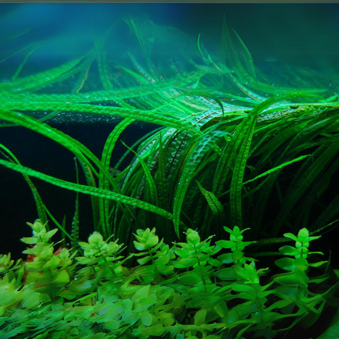 ADA IC098 Cryptocoryne Balansae | TC Live Plant
