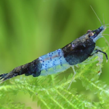 Shrimp Carbon Rili | Single