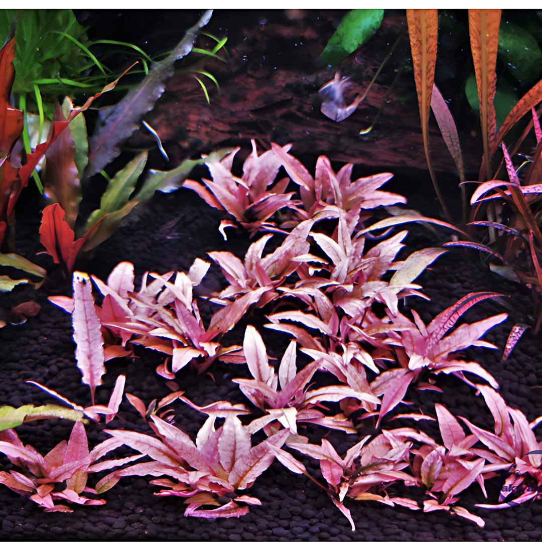 Sreepadma D70 Cryptocoryne Wendtii Pink Panther | TC Live Plant