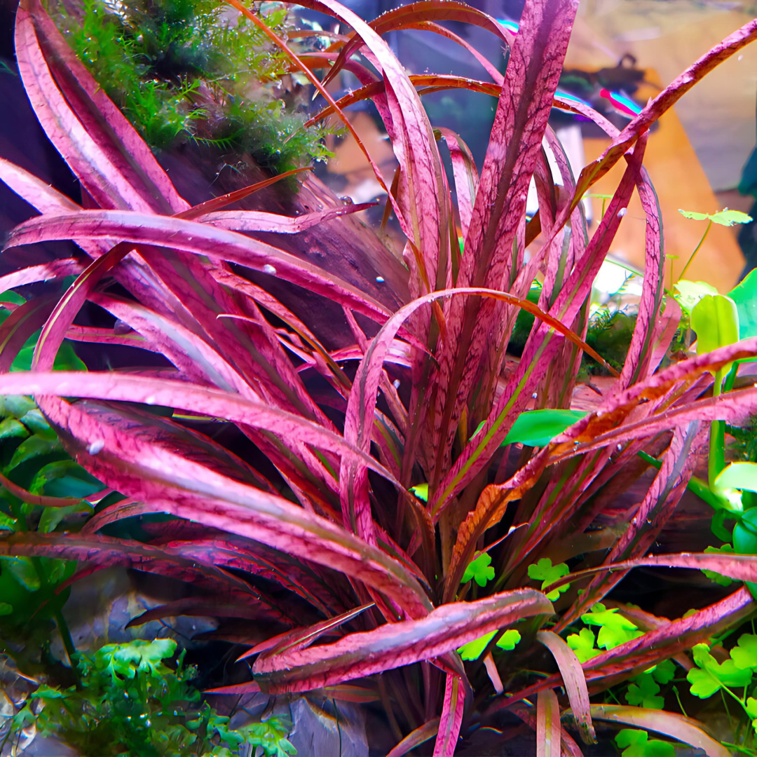 ADA IC195 Cryptocoryne Spiralis Red | TC Live Plant