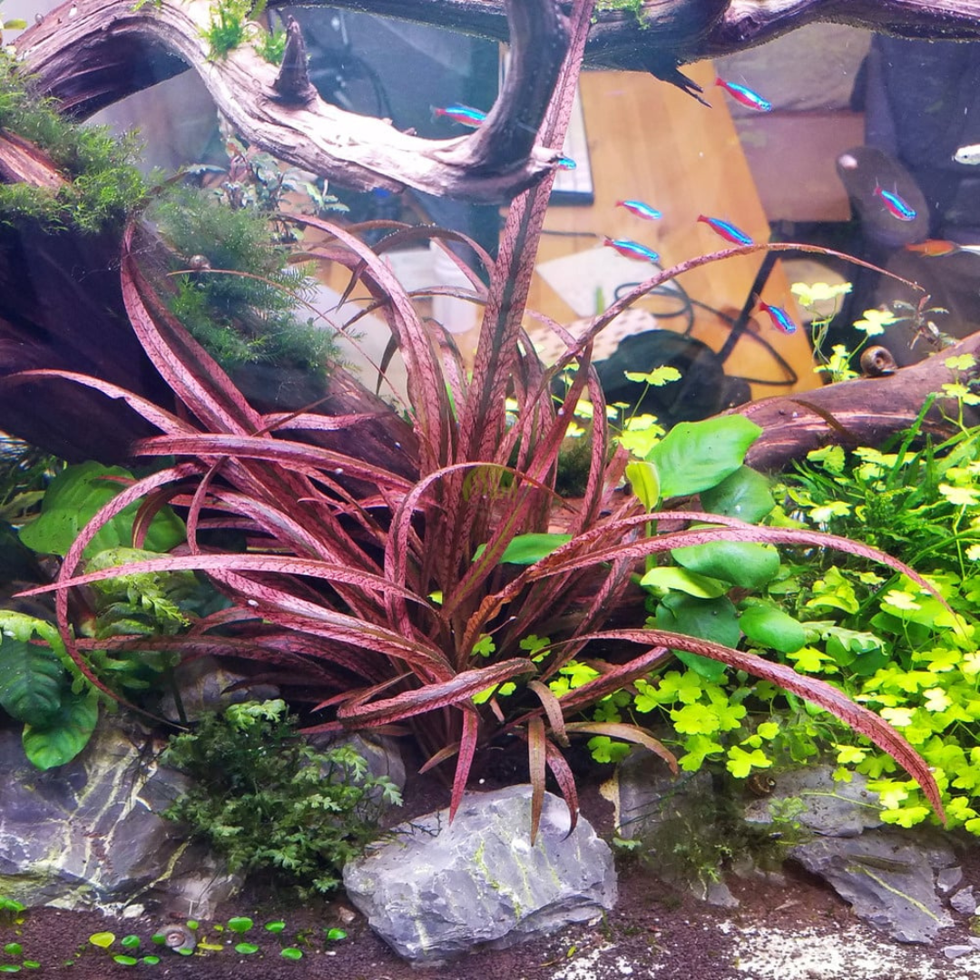 ADA IC195 Cryptocoryne Spiralis Red | TC Live Plant