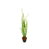 ADA IC199 Cryptocoryne Sivadasanii | TC Live Plant