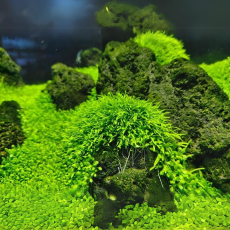 Sreepadma A32 Utricularia Graminifolia | TC Live Plant