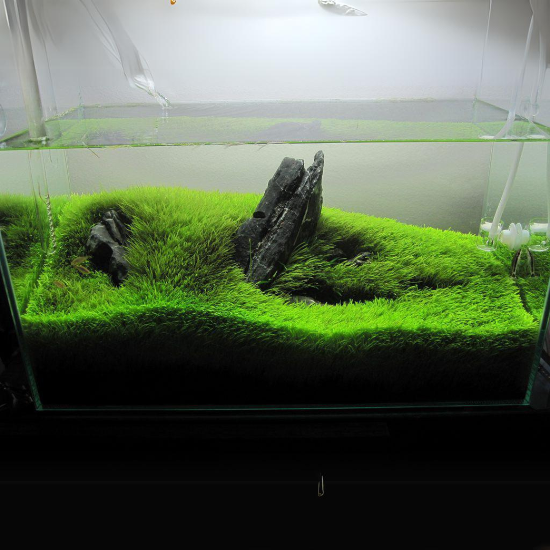 ADA IC205 Utricularia Graminifolia | TC Live Plant