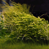 ADA IC205 Utricularia Graminifolia | TC Live Plant