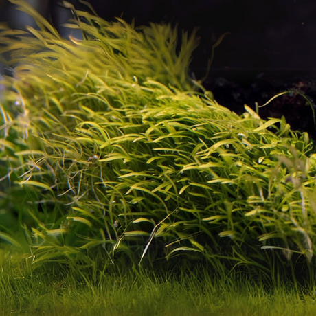Sreepadma A32 Utricularia Graminifolia | TC Live Plant