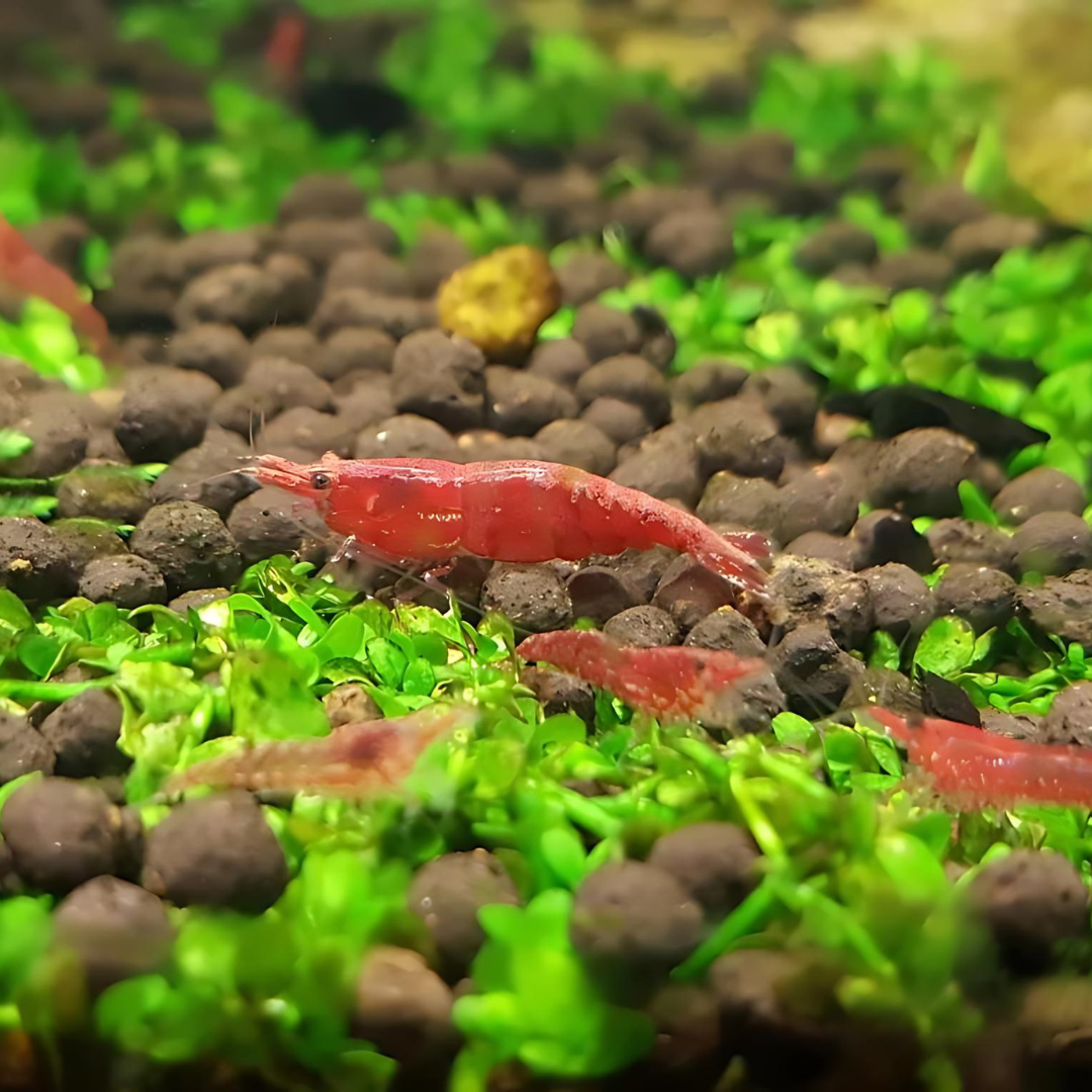 Shrimp Cherry Red | Single