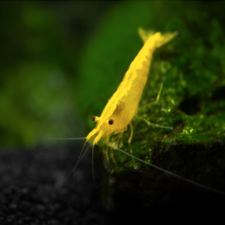 Live Fish Neocaridina Primary Color Shrimps Assorted (Pack Of 50)